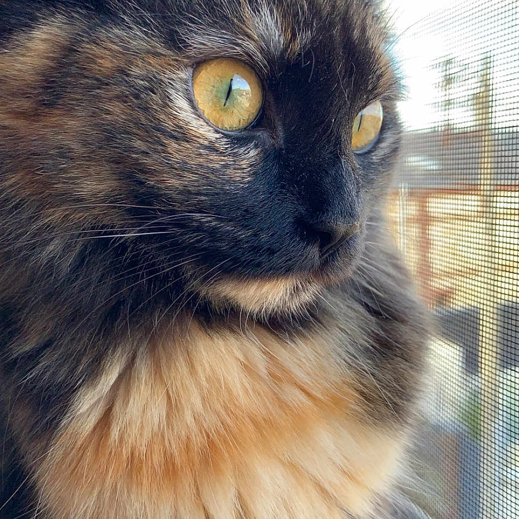 Phoenix participe au concours pour gagner de l'argent avec cette photo : cat, tortoiseshell, fluffy, window, screen, golden_eyes, fur, closeup, portrait, indoor, pet, animal, curious, whiskers, ears, daylight, reflection, looking_out, feline, soft