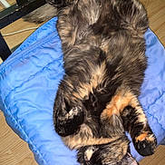 Phoenix participe au concours pour gagner de l'argent avec cette photo : cat, tortoiseshell_cat, pet, indoor, blue_cushion, wooden_floor, relaxed, sleeping, feline, fluffy, paw, chair_leg, cozy, domestic_animal, fur, animal, resting, cute, tabby_pattern, home