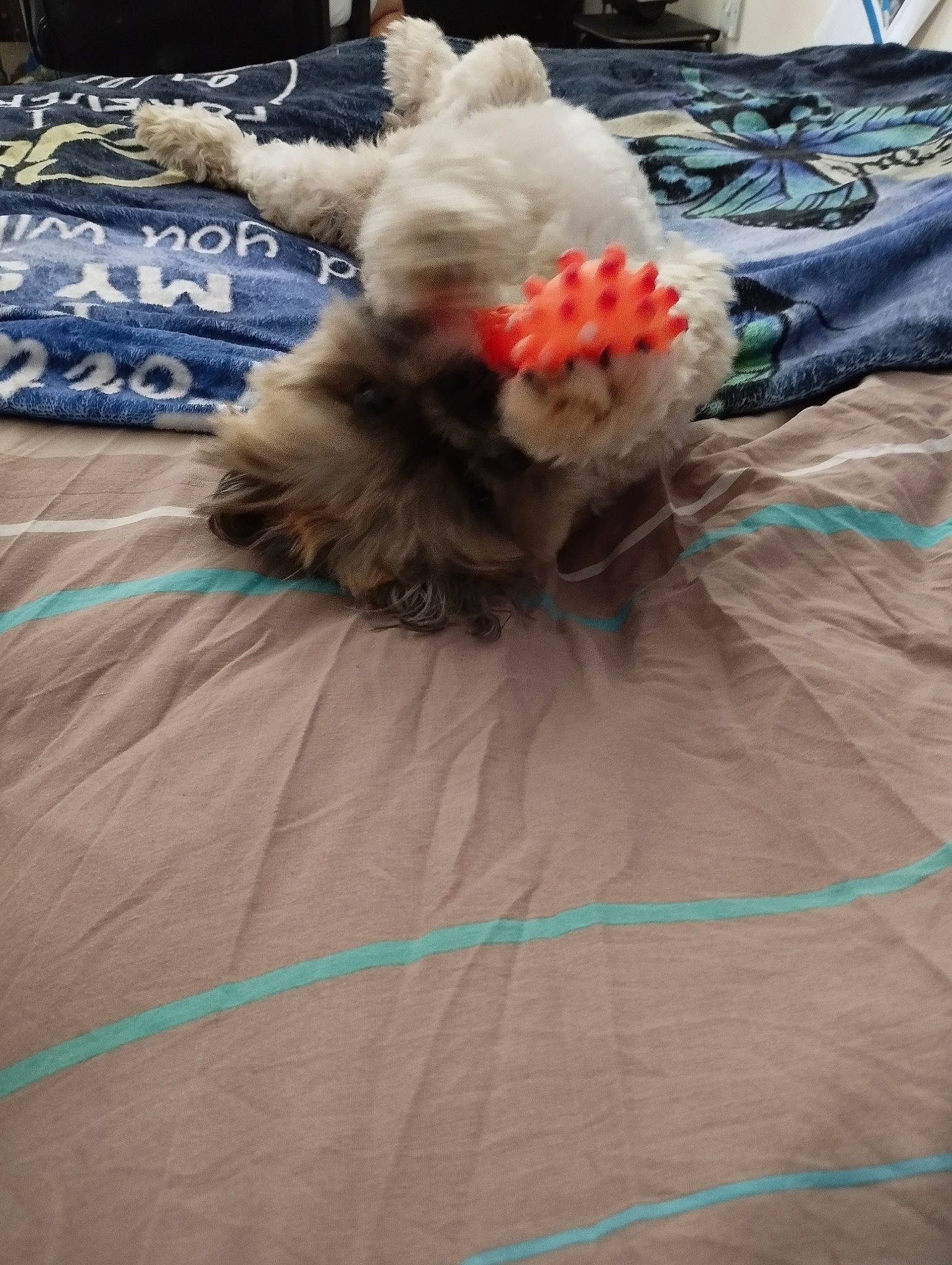 Teddy is registered to the contest to win money with this photo: child, claw, companion_dog, costume, entertainment, feather, felidae, flooring, fun, fur, linens, performing_arts, sitting, small_to_medium_sized_cats, tail, textile, toy, whiskers, wing