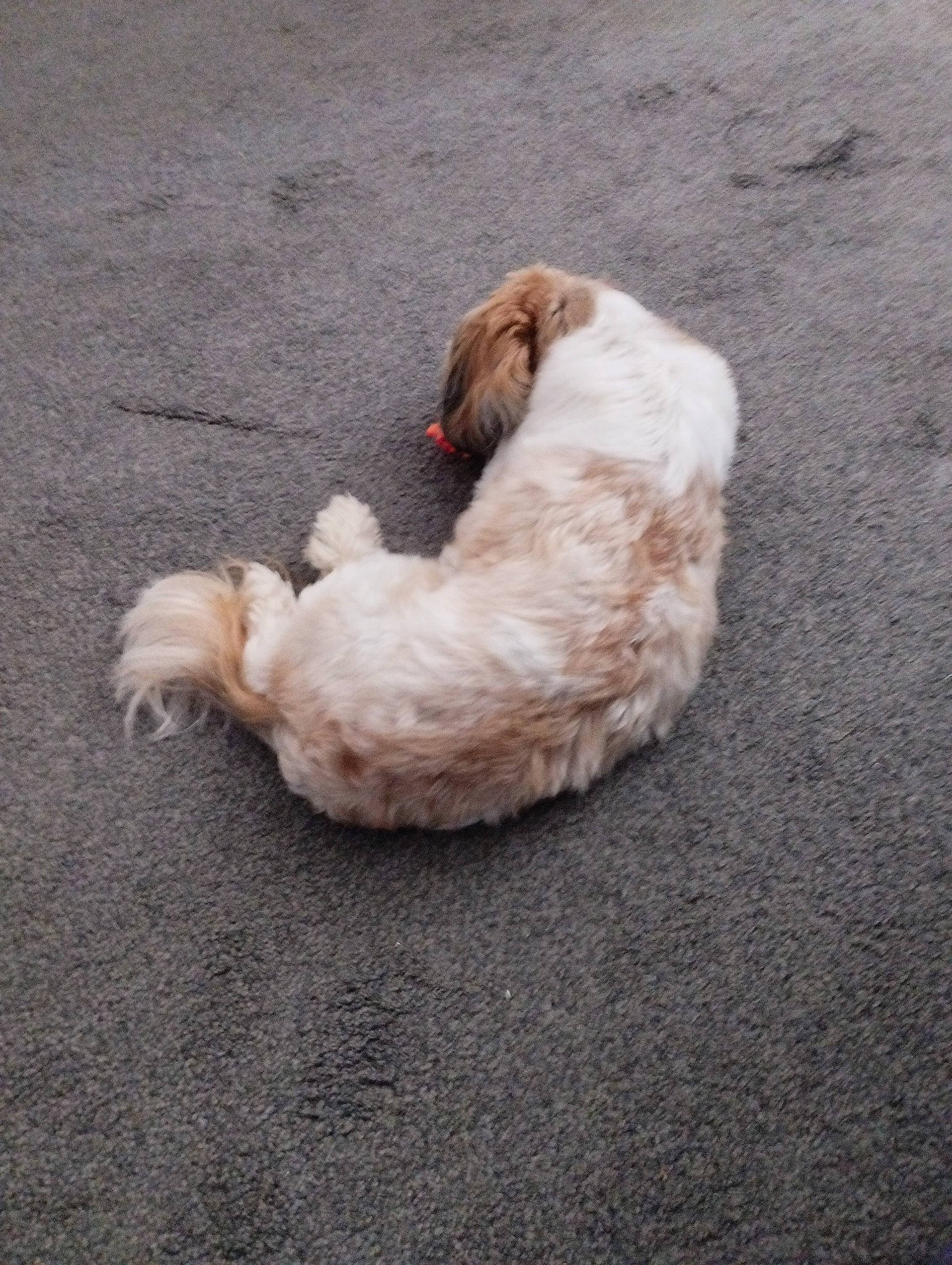 Teddy joined the competition — help win amazing prizes! asphalt, canidae, carnivore, cat, claw, comfort, companion_dog, dog_breed, fawn, felidae, foot, fur, paw, road_surface, small_to_medium_sized_cats, snout, sporting_group, tail, terrestrial_animal, whiskers