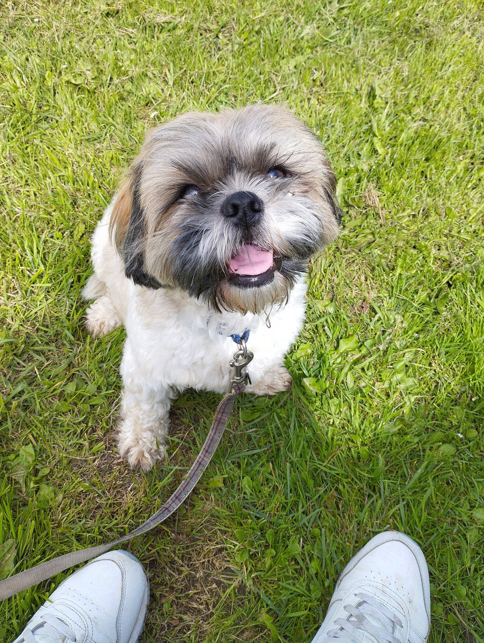 Teddy is registered to the contest to win money with this photo: canidae, carnivore, companion_dog, dog, dog_breed, dog_supply, fur, grass, liver, mal_shi, plant, shih_poo, shih_tzu, small_terrier, snout, sporting_group, terrestrial_animal, terrier, toy_dog, working_animal