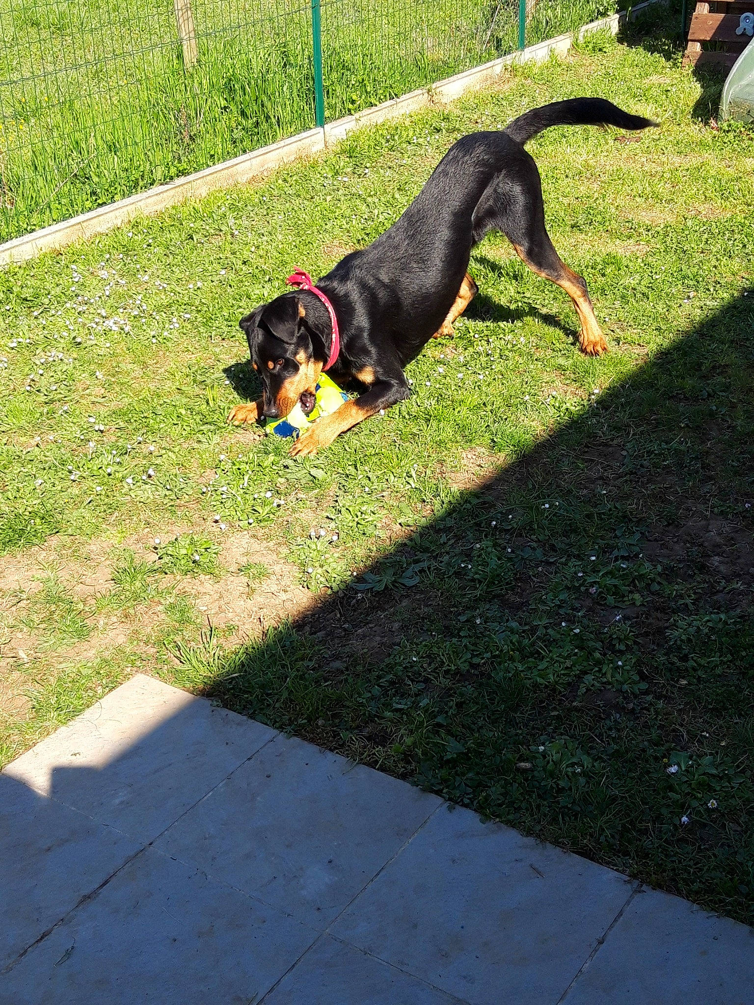 Phénix participe au concours pour gagner de l'argent avec cette photo : beauceron, canidae, carnivore, dog, dog_breed, entlebucher_mountain_dog, grass, greater_swiss_mountain_dog, huntaway, hunting_dog, lawn, mammal, plant, sporting_group, tail, transylvanian_hound, vertebrate, working_dog