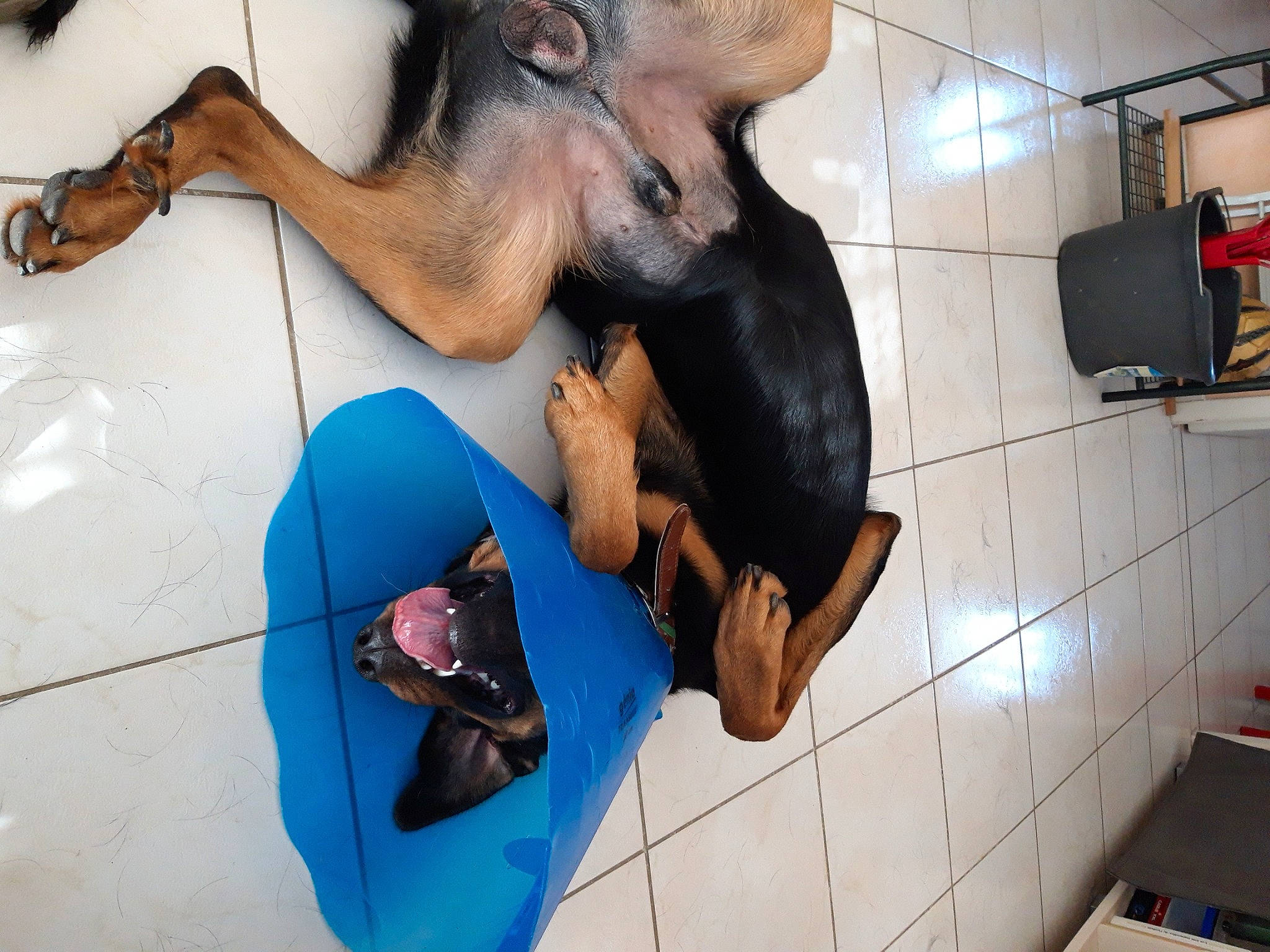 Phénix a rejoint le concours — aidez-le/la à gagner de superbes lots ! canidae, companion_dog, dachshund, dog, dog_breed, ear, guard_dog, miniature_pinscher, puppy, sporting_group