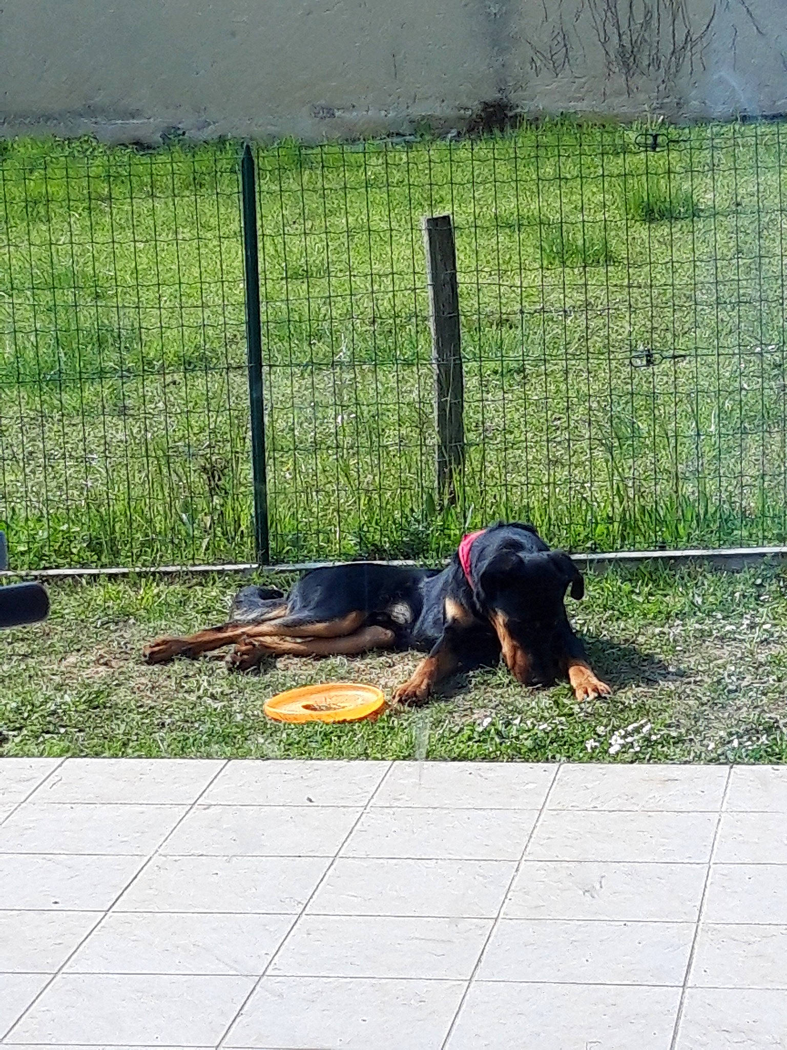 Phénix a rejoint le concours — aidez-le/la à gagner de superbes lots ! canidae, carnivore, dobermann, dog, dog_breed, fence, gordon_setter, grass, guard_dog, jagdterrier, lawn, pinscher, plant, sporting_group, transylvanian_hound, working_dog