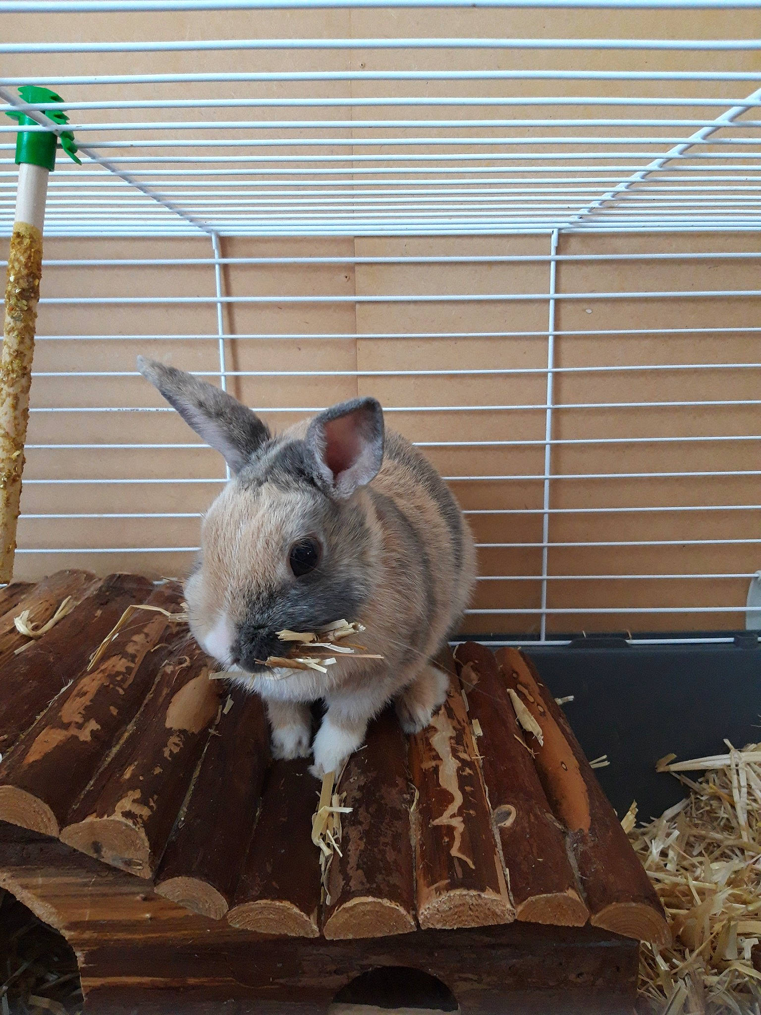 Biscotte participe au concours pour gagner de l'argent avec cette photo : cage, chinchilla, degu, domestic_rabbit, fawn, gerbil, mammal, muridae, rabbit, rabbits_and_hares, rodent, vertebrate, whiskers