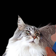 Under participe au concours pour gagner de l'argent avec cette photo : cat, fluffy, green_eyes, portrait, pet, animal, feline, close_up, whiskers, ears, fur, indoor, looking_away, domestic_cat, muzzle, nose, long_hair, alert, cute, majestic