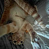 Scout is registered to the contest to win money with this photo: animal, bedding, blanket, cat, closeup, cozy, eyes, feline, fur, indoors, lying_down, orange_cat, paws, pet, portrait, sleepy, striped_fur, upside_down, whiskers, white_cat