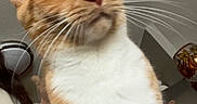 Scout is registered to the contest to win money with this photo: animal, cat, ceiling_light, close_up, couch, ears, feline, fluffy, green_eyes, home, indoors, nose, orange_cat, pet, photography, portrait, short_hair, sitting, whiskers, white_fur