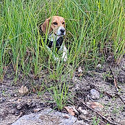 Urbaine a rejoint le concours — aidez-le/la à gagner de superbes lots ! animal, beagle, canine, curious, daylight, dog, ears, forest, grass, greenery, ground, hidden, leaves, nature, outdoor, pet, rock, sitting, snout, wildlife
