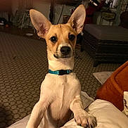 Pumpkin joined the competition — help win amazing prizes! dog, pet, indoor, living_room, collar, curious, ears, brown, white, carpet, couch, furniture, home, cute, animal, canine, paw, looking, front_view, domestic