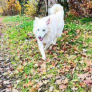Gaïa participe au concours pour gagner de l'argent avec cette photo : animal, autumn, blue_eyes, canine, daylight, dog, fall_leaves, forest, grass, happy, leaf_litter, nature, outdoor, playful, scenic, seasonal, smiling_dog, tree_trunk, walking, white_dog