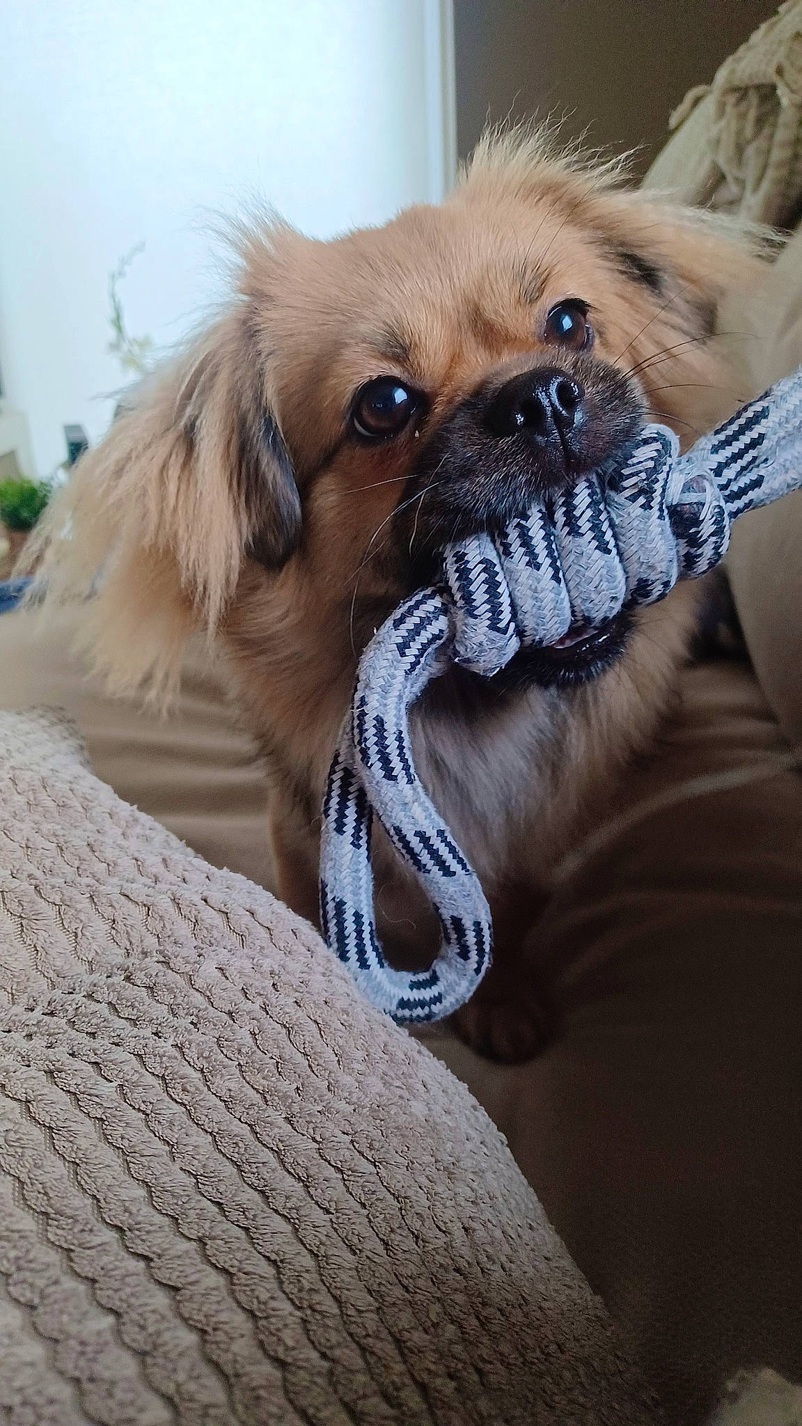 Eliot participe au concours pour gagner de l'argent avec cette photo : canidae, carnivore, companion_dog, dog, dog_breed, dog_supply, fawn, fur, liver, non_sporting_group, pet_supply, puppy, snout, sporting_group, terrestrial_animal, tibetan_spaniel, toy_dog, whiskers, working_animal, wrinkle