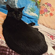 Tomy participe au concours pour gagner de l'argent avec cette photo : animal, bed, black_cat, blanket, cat, cozy, cute, dolphin_print, domestic_cat, feline, fluffy, fur, indoor, mammal, pattern, pet, pillow, relaxed, resting, sleepy