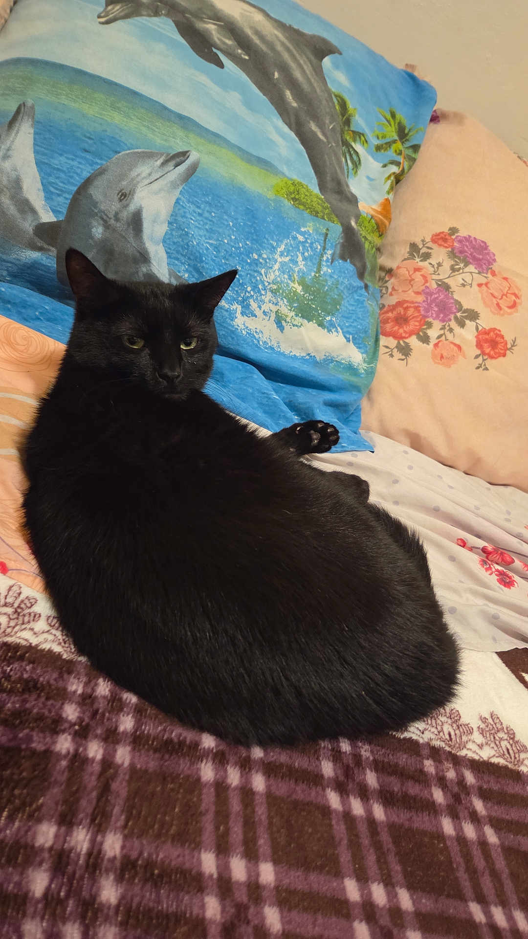 Tomy participe au concours pour gagner de l'argent avec cette photo : animal, bed, black_cat, blanket, cat, cozy, cute, dolphin_print, domestic_cat, feline, fluffy, fur, indoor, mammal, pattern, pet, pillow, relaxed, resting, sleepy