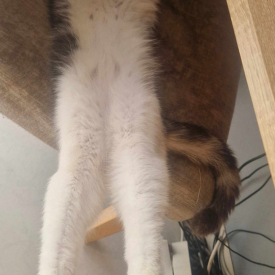 Mimi