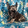 Munchy joined the competition — help win amazing prizes! animal, blanket, blue, brindle, cozy, cute, dog, ears, eyes, floral_pattern, french_bulldog, fur, indoor, pet, portrait, puppy, sitting, small, soft, young