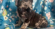 Munchy is registered to the contest to win money with this photo: adorable, animal, blanket, blue, brindle, cozy, cute, dog, ears, eyes, floral_pattern, french_bulldog, fur, indoor, pet, portrait, puppy, sitting, small, young