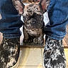 closeup, cute, dog, ears, floor, french_bulldog, indoor, jeans, patterned, paws, person_legs, pet, portrait, puppy, shoes, sitting, speckled, stare, tile_floor, wood_floor