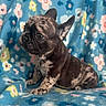 Munchy joined the competition — help win amazing prizes! adorable, animal, blanket, blue_background, brindle, companion, cute, dog, ears, face, floral_pattern, french_bulldog, fur, indoor, pet, puppy, side_view, sitting, small_dog, young_dog