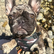 Munchy joined the competition — help win amazing prizes! alert, animal, brown_eyes, camouflage_harness, close_up, companion, curious, cute, dog, french_bulldog, fur, nature, outdoor, paw, person, pet, playful, puppy, rocks, sunlight