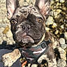 alert, animal, brown_eyes, camouflage_harness, close_up, companion, curious, cute, dog, french_bulldog, fur, nature, outdoor, paw, person, pet, playful, puppy, rocks, sunlight