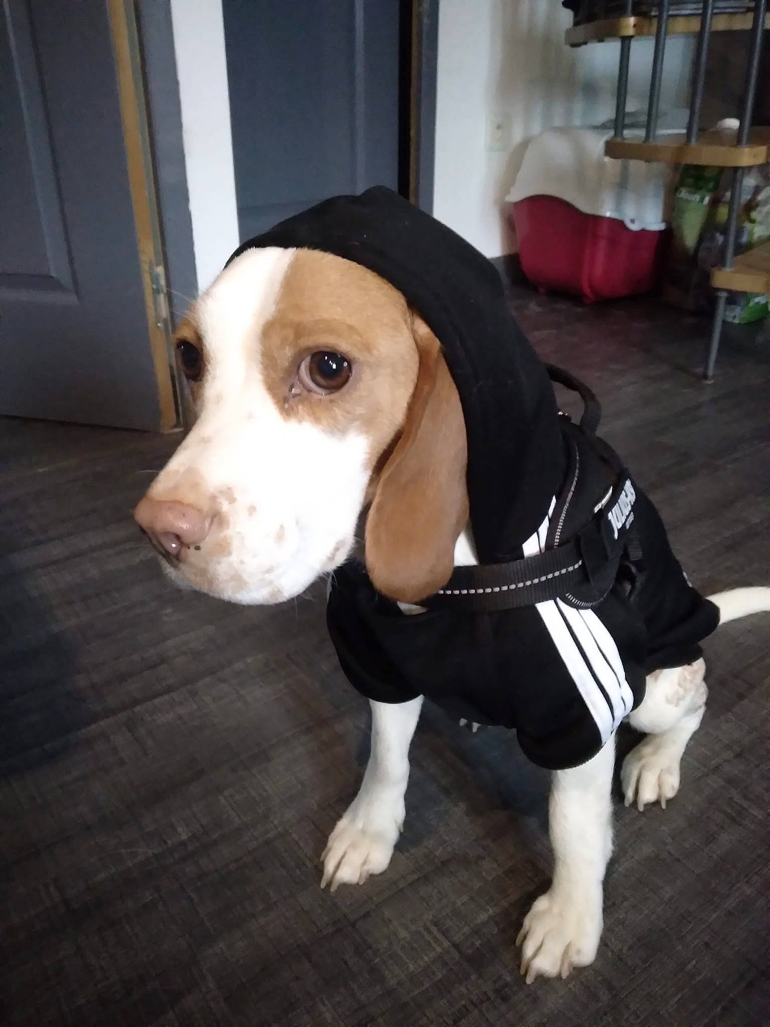 Lady participe au concours pour gagner de l'argent avec cette photo : canidae, carnivore, chair, companion_dog, dog, dog_breed, dog_supply, fawn, flooring, foot, fur, hardwood, hound, hunting_dog, non_sporting_group, scent_hound, snout, sporting_group, whiskers, working_animal