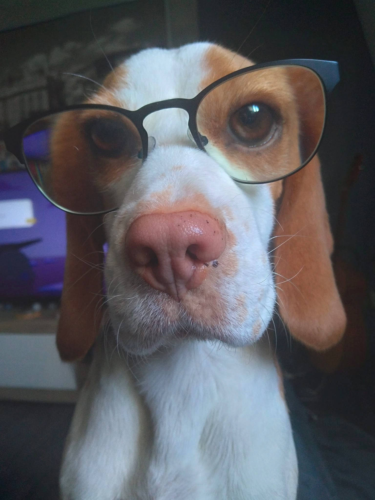Lady participe au concours pour gagner de l'argent avec cette photo : canidae, carnivore, companion_dog, dog, dog_breed, ear, eyelash, eyewear, fawn, fur, head, jaw, mammal, nose, selfie, snout, sporting_group, toy_dog, whiskers, working_animal