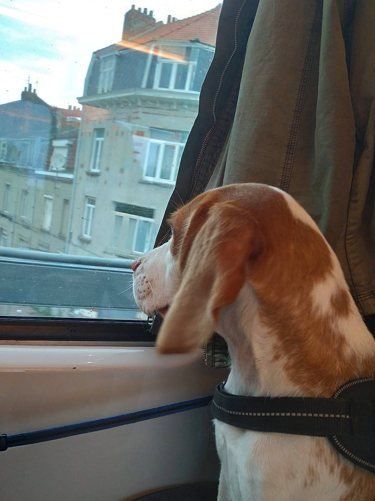 Lady participe au concours pour gagner de l'argent avec cette photo : building, carnivore, cloud, collar, companion_dog, dog, dog_breed, dog_collar, fawn, human_leg, leash, mammal, pet_supply, sky, snout, tail, whiskers, window, windshield, working_animal