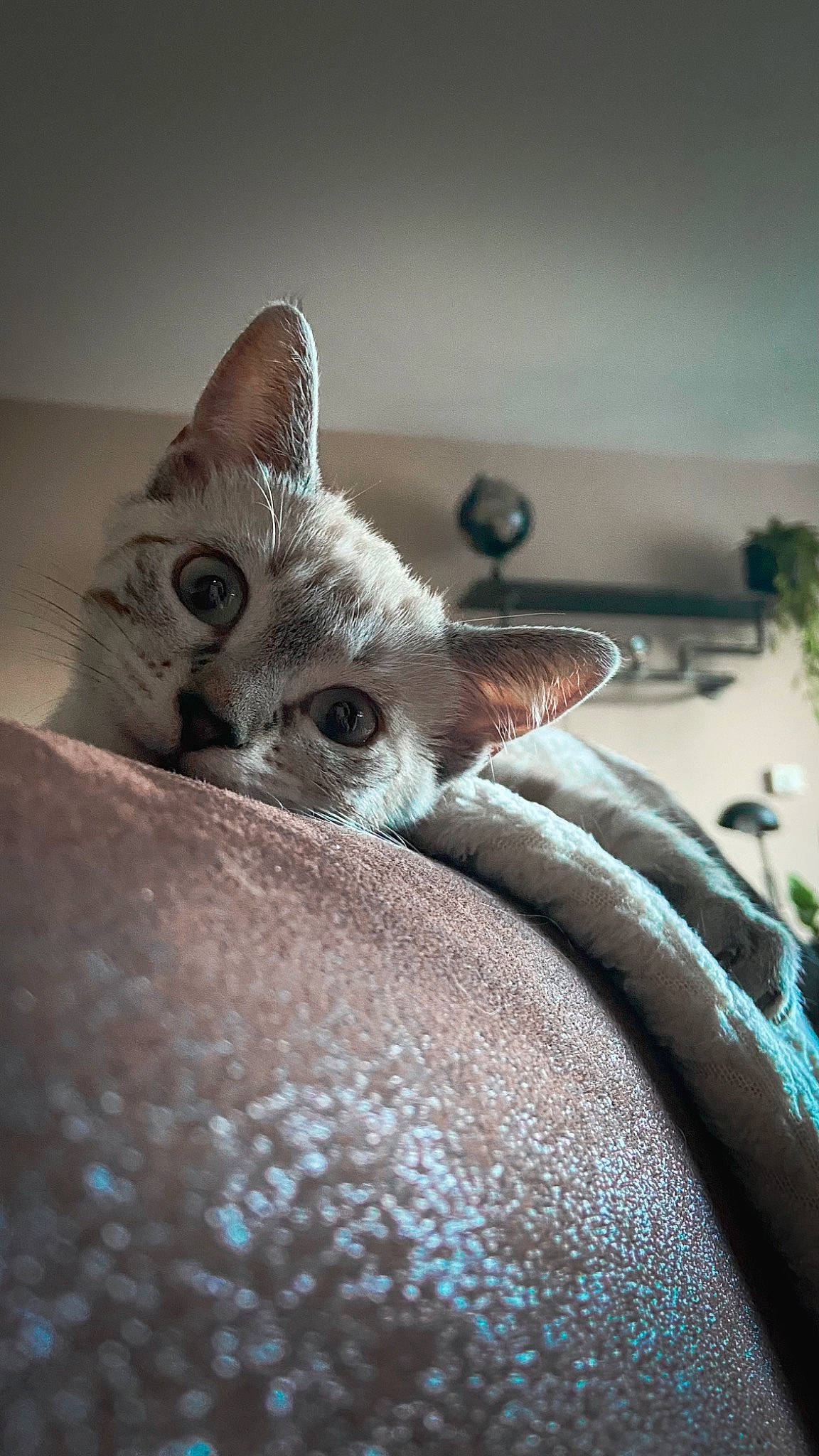 Ekko participe au concours pour gagner de l'argent avec cette photo : carnivore, cat, comfort, domestic_short_haired_cat, fawn, felidae, fur, grey, macro_photography, monochrome_photography, paw, plant, small_to_medium_sized_cats, snout, terrestrial_animal, vertebrate, whiskers, wildlife, wood