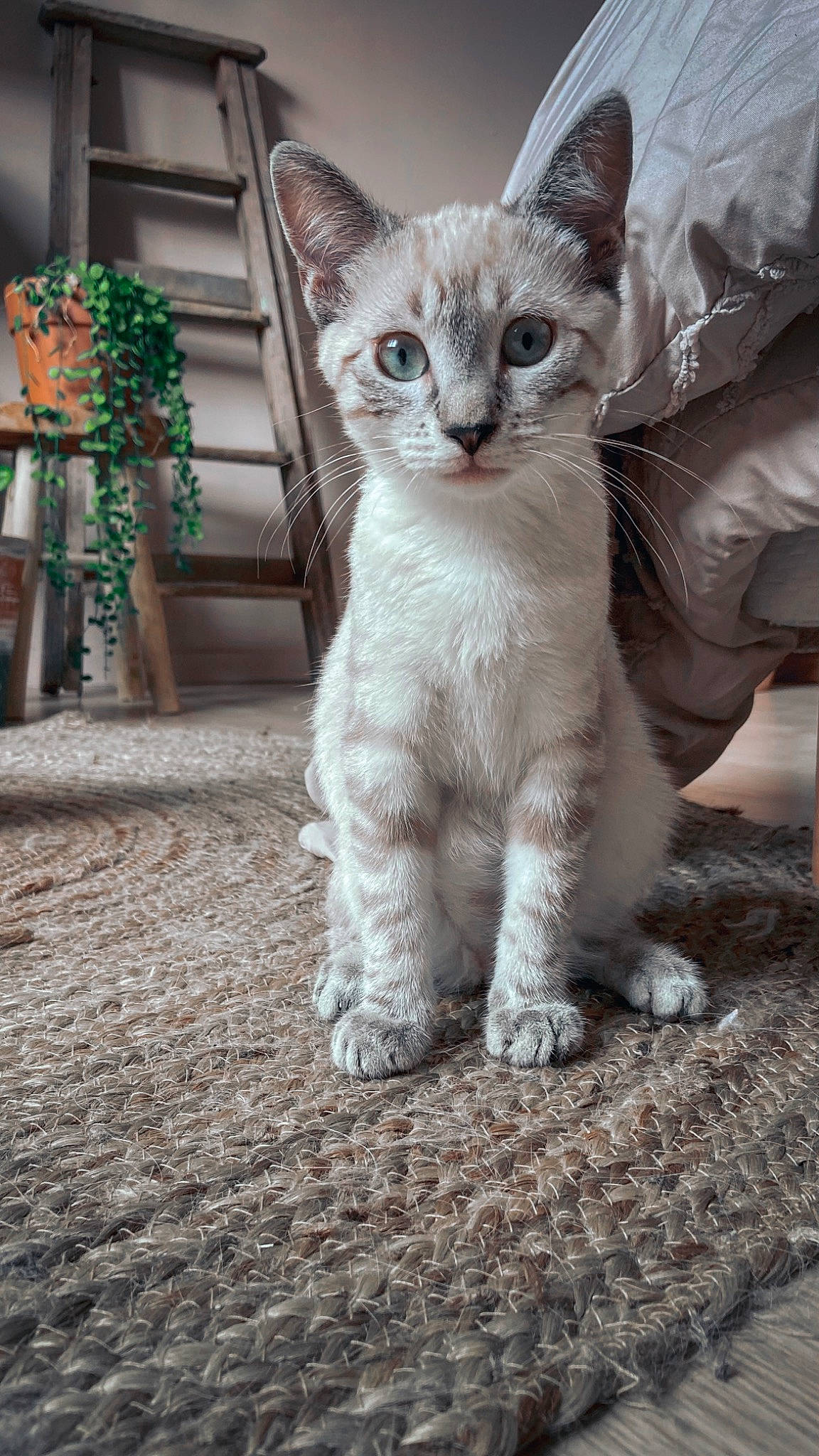 Ekko a rejoint le concours — aidez-le/la à gagner de superbes lots ! carnivore, cat, claw, domestic_short_haired_cat, fawn, felidae, fur, paw, small_to_medium_sized_cats, snout, tail, terrestrial_animal, whiskers