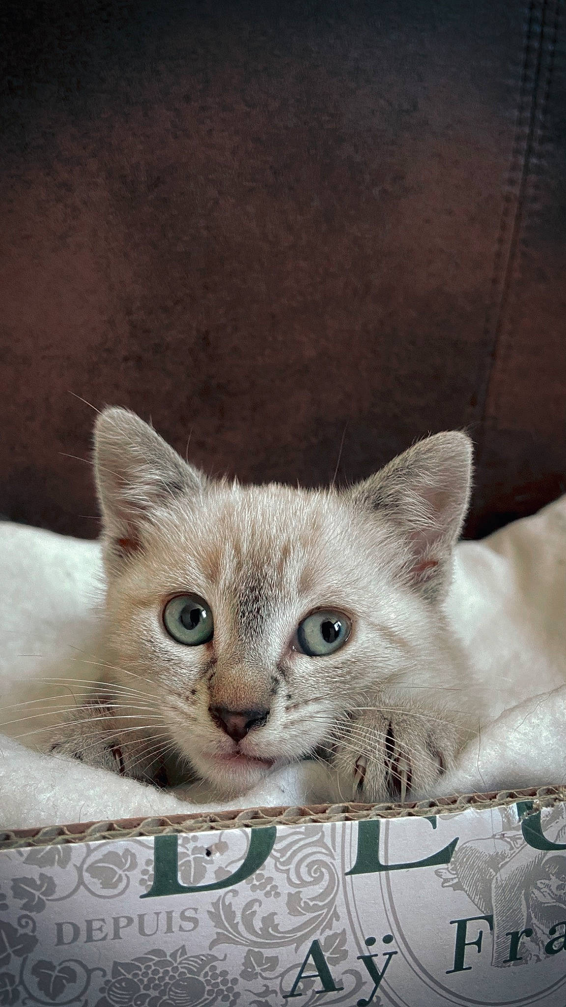 Ekko a rejoint le concours — aidez-le/la à gagner de superbes lots ! art, carnivore, cat, comfort, domestic_short_haired_cat, fawn, felidae, fur, iris, paw, photo_caption, small_to_medium_sized_cats, snout, terrestrial_animal, whiskers, window