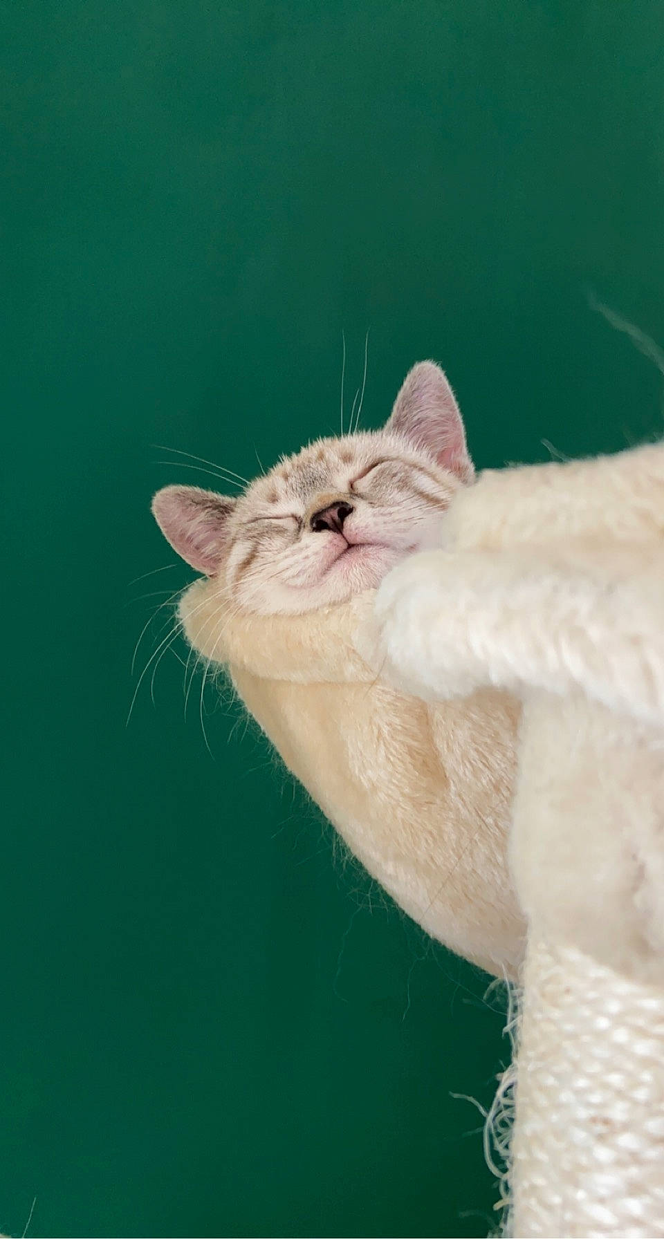 Ekko a rejoint le concours — aidez-le/la à gagner de superbes lots ! carnivore, cat, claw, domestic_short_haired_cat, fang, fawn, felidae, fur, gesture, grass, paw, small_to_medium_sized_cats, tail, terrestrial_animal, whiskers, wildlife, wrinkle