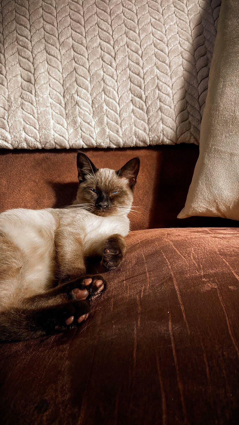 Népal participe au concours pour gagner de l'argent avec cette photo : carnivore, cat, comfort, darkness, fawn, felidae, flooring, fur, grey, hardwood, linens, room, siamese, small_to_medium_sized_cats, tail, terrestrial_animal, thai, tints_and_shades, whiskers, wood