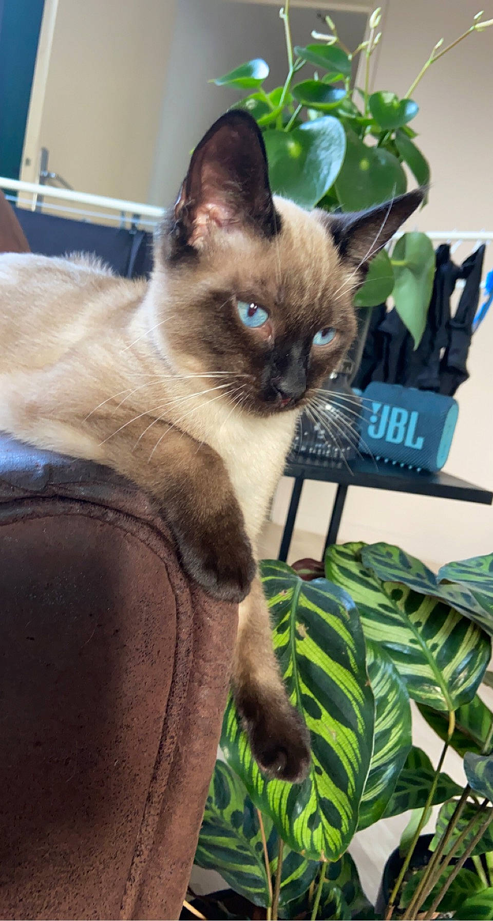 Népal participe au concours pour gagner de l'argent avec cette photo : birman, carnivore, cat, eye, fawn, felidae, flowerpot, fur, grass, houseplant, iris, plant, siamese, small_to_medium_sized_cats, snout, tail, terrestrial_animal, thai, tree, whiskers