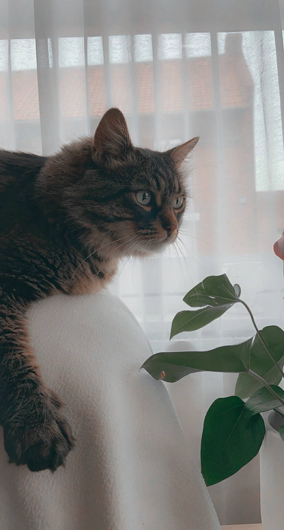 Mulan participe au concours pour gagner de l'argent avec cette photo : animal_shelter, carnivore, cat, cat_supply, claw, domestic_short_haired_cat, felidae, flowering_plant, fur, houseplant, pet_supply, petal, plant, plant_stem, room, small_to_medium_sized_cats, tail, twig, whiskers, window
