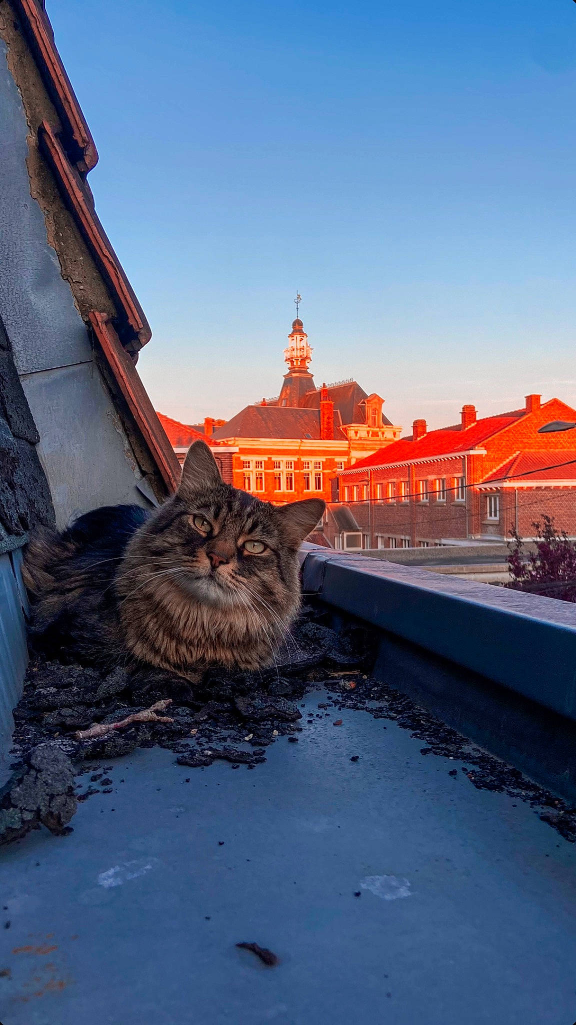 Mulan participe au concours pour gagner de l'argent avec cette photo : architecture, azure, building, carnivore, cat, city, felidae, house, plant, road, road_surface, roof, sky, small_to_medium_sized_cats, snout, sunlight, tints_and_shades, tree, whiskers, window