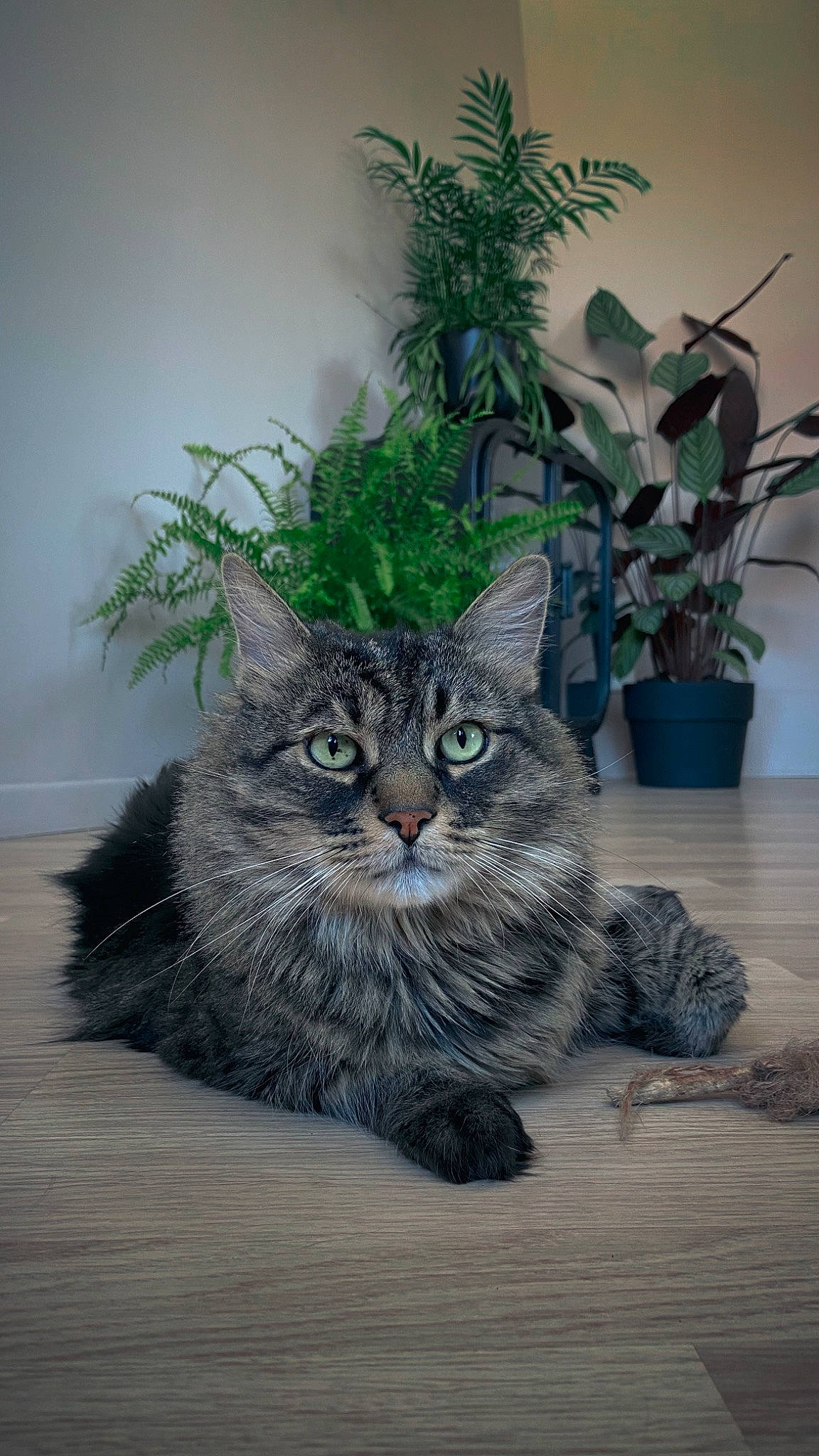 Mulan participe au concours pour gagner de l'argent avec cette photo : carnivore, cat, domestic_short_haired_cat, felidae, flooring, flowerpot, fur, grass, grey, groundcover, houseplant, plant, road_surface, small_to_medium_sized_cats, snout, tail, terrestrial_animal, whiskers, wildlife, wood