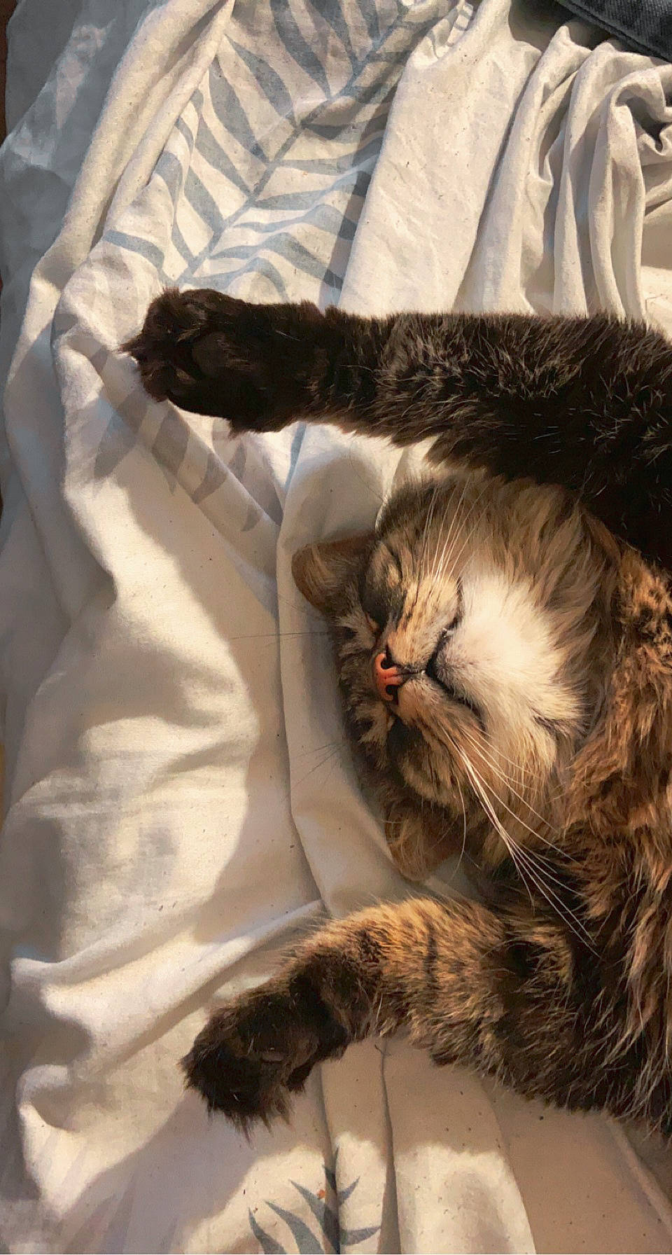 Mulan a rejoint le concours — aidez-le/la à gagner de superbes lots ! carnivore, cat, claw, cloud, comfort, domestic_short_haired_cat, felidae, fur, linens, metal, nap, paw, small_to_medium_sized_cats, tail, textile, tree, whiskers, wood