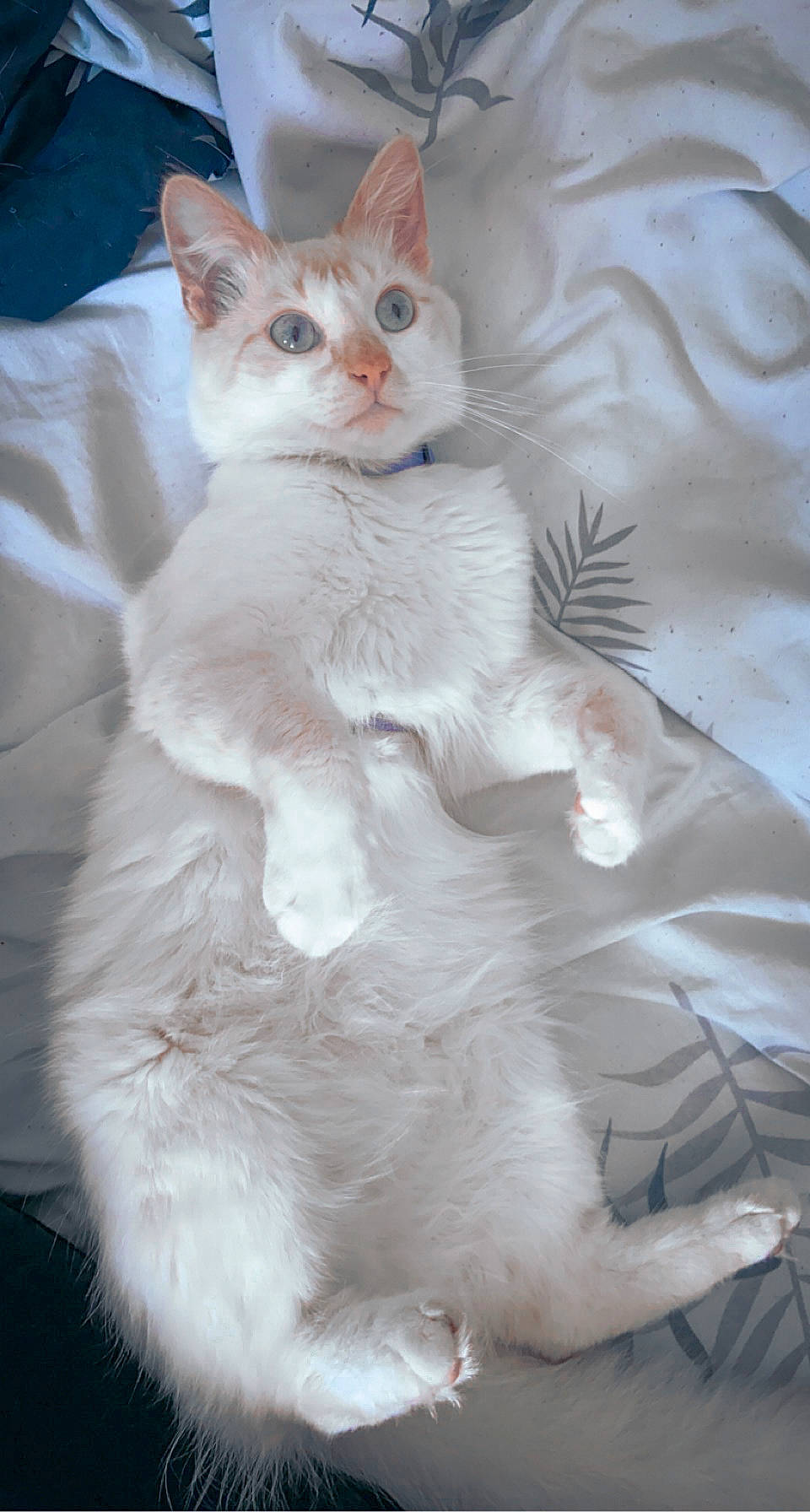 Horus participe au concours pour gagner de l'argent avec cette photo : carnivore, cat, comfort, domestic_short_haired_cat, fawn, felidae, fur, pattern, paw, small_to_medium_sized_cats, snout, tail, terrestrial_animal, whiskers