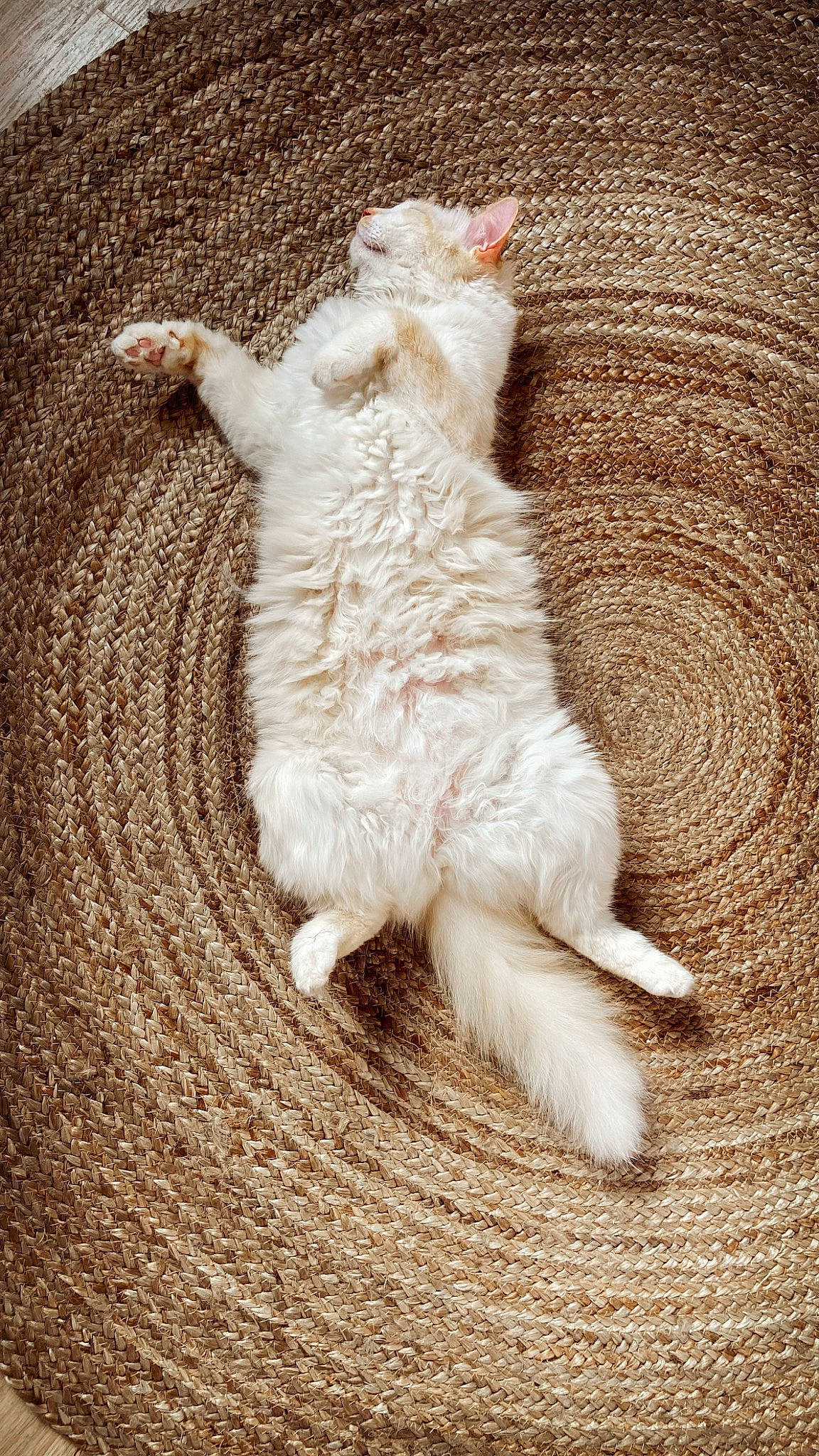 Horus participe au concours pour gagner de l'argent avec cette photo : canidae, carnivore, cat, claw, dog_breed, fawn, felidae, flooring, foot, fur, hardwood, paw, sand, shadow, small_to_medium_sized_cats, soil, tail, terrestrial_animal, whiskers, wood