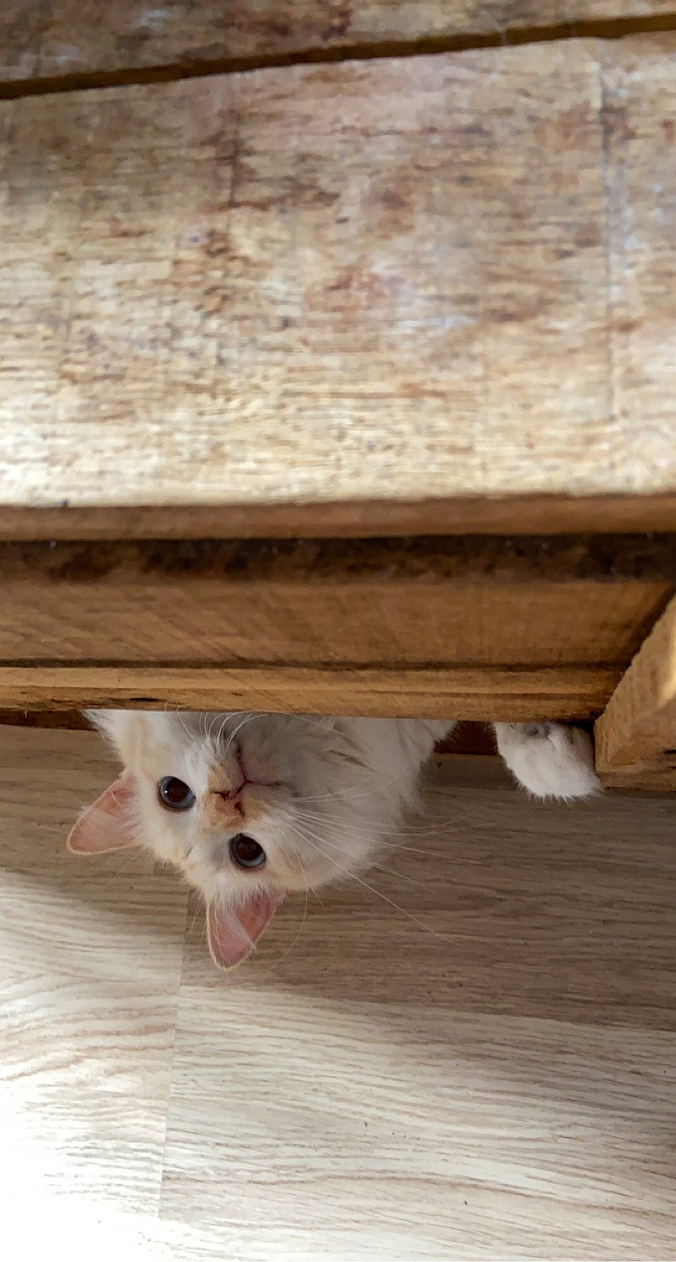 Horus a rejoint le concours — aidez-le/la à gagner de superbes lots ! carnivore, cat, fang, fawn, felidae, flooring, foot, fur, hardwood, plank, plywood, small_to_medium_sized_cats, snout, table, tail, terrestrial_animal, whiskers, window, wood, wood_stain