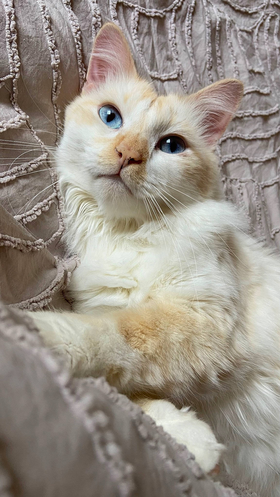 Horus participe au concours pour gagner de l'argent avec cette photo : carnivore, cat, claw, domestic_short_haired_cat, eye, fawn, felidae, fur, paw, small_to_medium_sized_cats, snout, tail, terrestrial_animal, whiskers, window