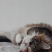 Volta participe au concours pour gagner de l'argent avec cette photo : animal_face, bed, cat, close_up, cute, domestic_animal, feline, fluffy, fur, green_eyes, indoor, lying_down, pet, playful, portrait, relaxed, resting, soft, tabby, whiskers