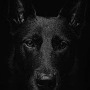 Shaggy participe au concours pour gagner de l'argent avec cette photo : animal, black_dog, canine, close_up, dark_background, dog, ears, expression, eyes, face, fur, intense, looking, moody, muzzle, nose, pet, portrait, water_droplets, wet_fur