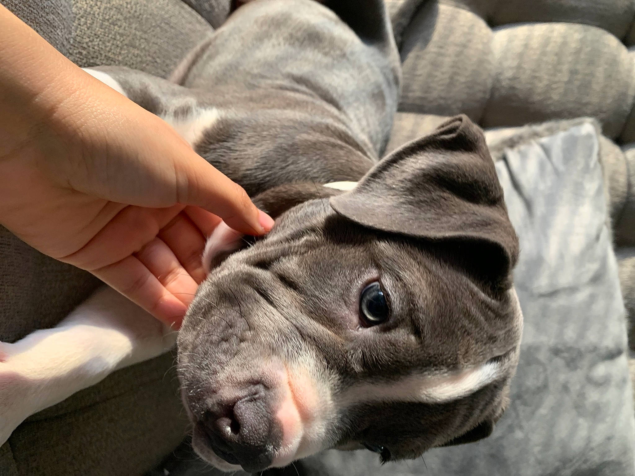 Bambino is registered to the contest to win money with this photo: dog_breed, domestic_short_haired_cat, felidae, finger, foot, fur, gesture, grey, hand, human_leg, livestock, nail, paw, small_to_medium_sized_cats, snout, terrestrial_animal, whiskers, wool, working_animal, wrinkle