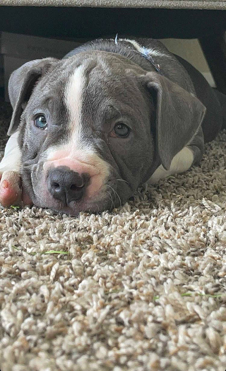 Bambino is registered to the contest to win money with this photo: canidae, carnivore, companion_dog, dog, dog_breed, fur, non_sporting_group, sporting_group, terrestrial_animal, whiskers, working_animal, working_dog, wrinkle