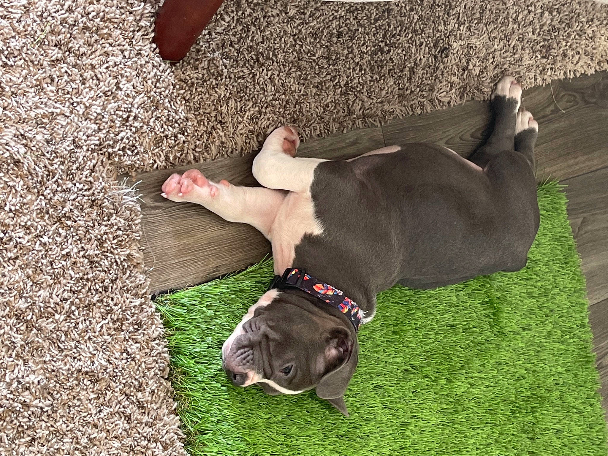 Bambino is registered to the contest to win money with this photo: canidae, carnivore, collar, comfort, companion_dog, dog, dog_breed, dog_collar, dog_supply, fawn, flooring, grass, human_leg, leash, liver, pet_supply, snout, sporting_group, tail, working_animal