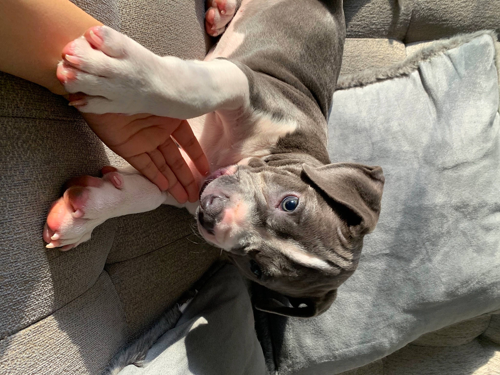 Bambino joined the competition — help win amazing prizes! canidae, carnivore, comfort, companion_dog, dog, dog_breed, fawn, foot, fur, gesture, grey, guard_dog, human_leg, non_sporting_group, snout, sporting_group, whiskers, working_animal, wrinkle, wrist