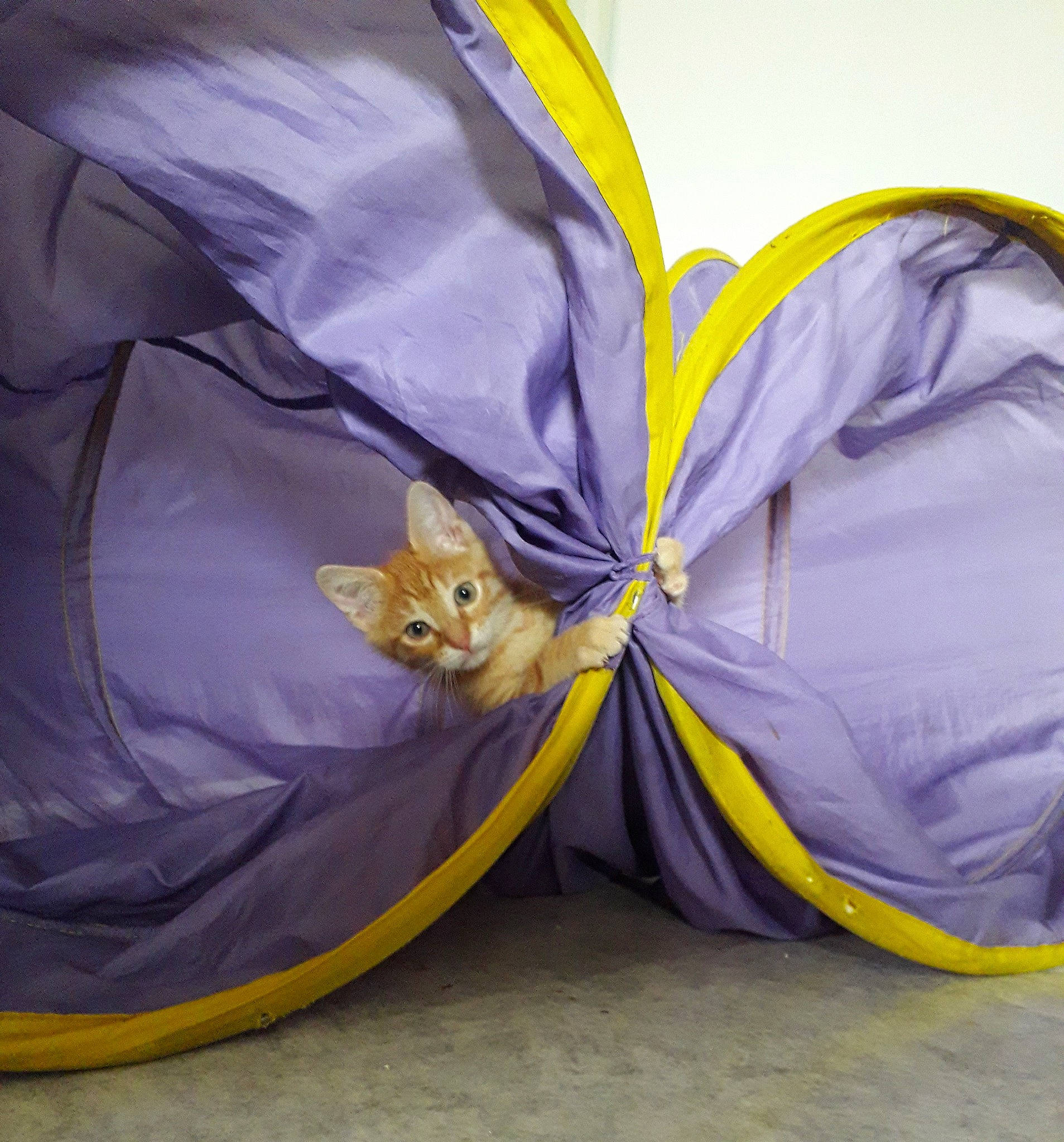 Ronron a rejoint le concours — aidez-le/la à gagner de superbes lots ! cat, purple, yellow