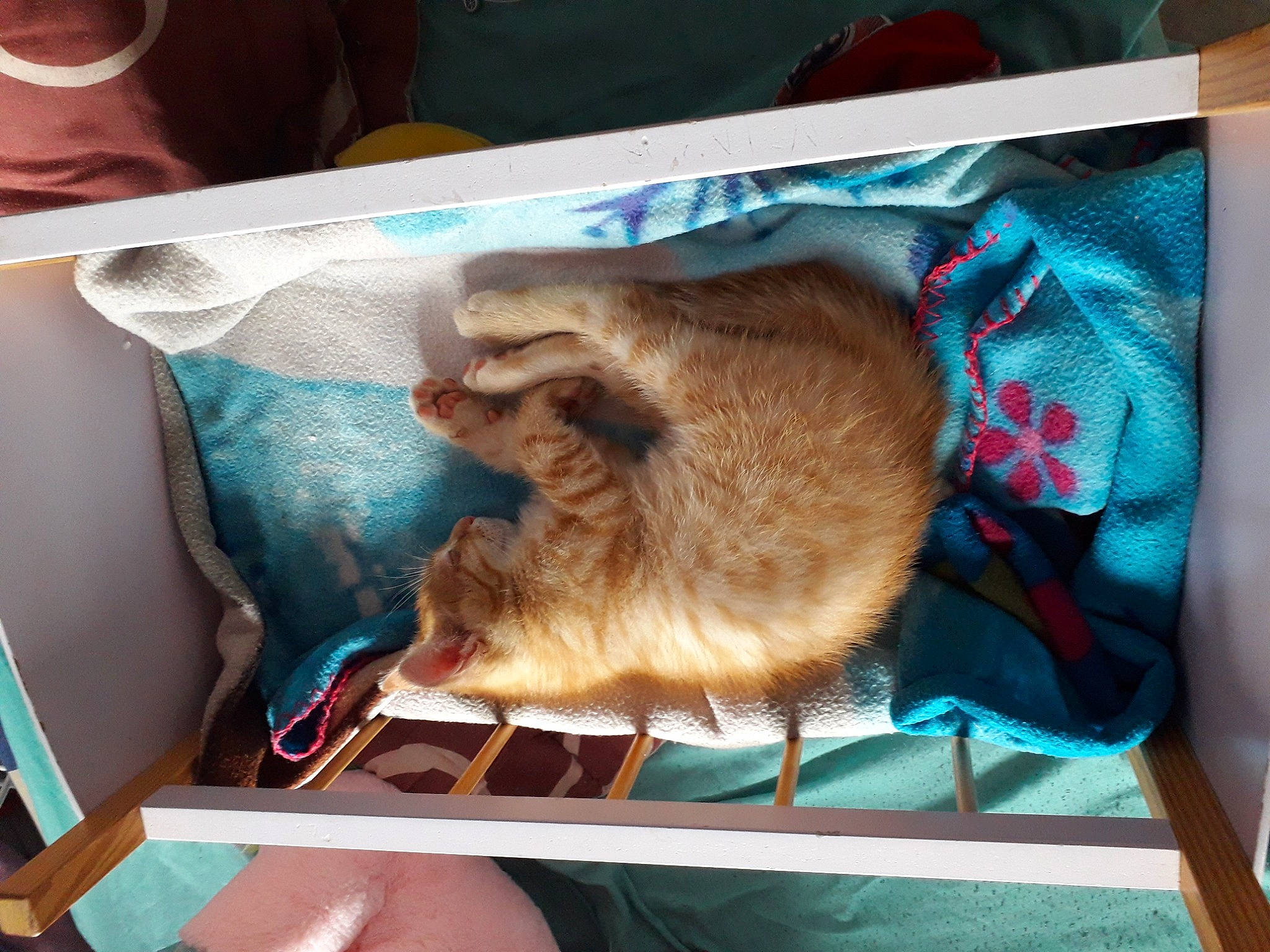 Ronron participe au concours pour gagner de l'argent avec cette photo : canidae, carnivore, fawn, sloth